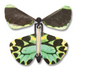 Wind Up Butterfly (Assortment)